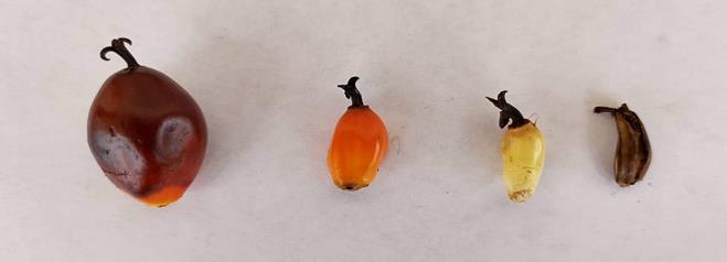 Descripción: C:\Users\dhuaringa\Downloads\received_605965577117583.jpeg