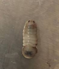 Descripción: Descripción: Imagen que contiene animal, interior, pequeño, tabla

Descripción generada automáticamente