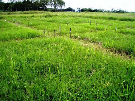 Descripción: G:\Manejo de la tierra abandonada por el sobrepastoreo en Inceptisol, Panama\Documento 1 (Brachiaria asociada con leguminosas)\Tratamiento de B. humidicola.jpg