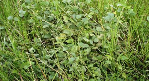 Descripción: G:\Manejo de la tierra abandonada por el sobrepastoreo en Inceptisol, Panama\Documento 1 (Brachiaria asociada con leguminosas)\Calopogonio.JPG